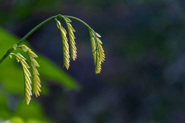 Yeni filizlenmiş yeşil bebek makro çekimlerde ayrılıyor.