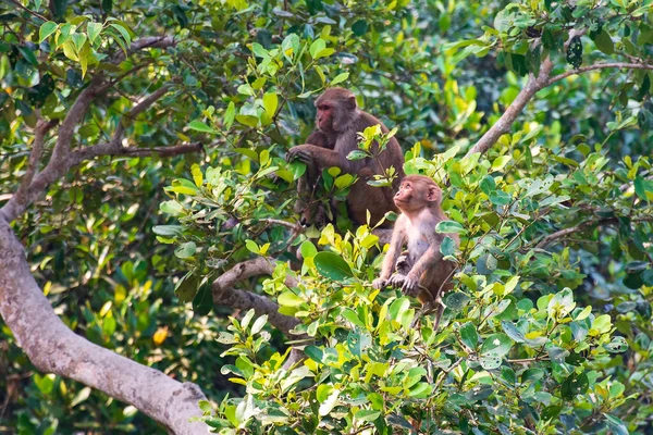 以母猴为背景的恒河猴宝宝孟加拉国Sundarban — 图库照片