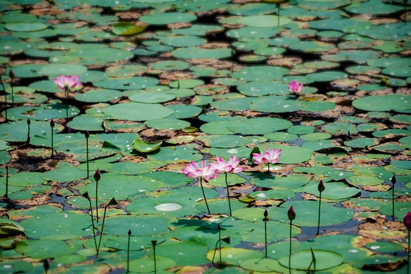 Fiore Loto Nelumbo Nucifera Uno Stagno Orto Botanico Dacca — Foto Stock
