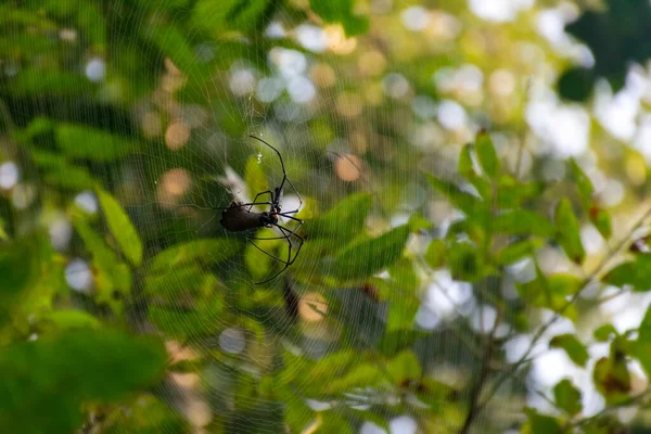 Pavouk Své Pavučině Pojídá Kořist Makro Lese Pozadí — Stock fotografie