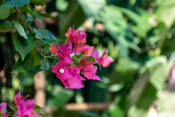 Miami Pink Bougainvillea Flower Bougainvillea Glabra Jardín —  Fotos de Stock