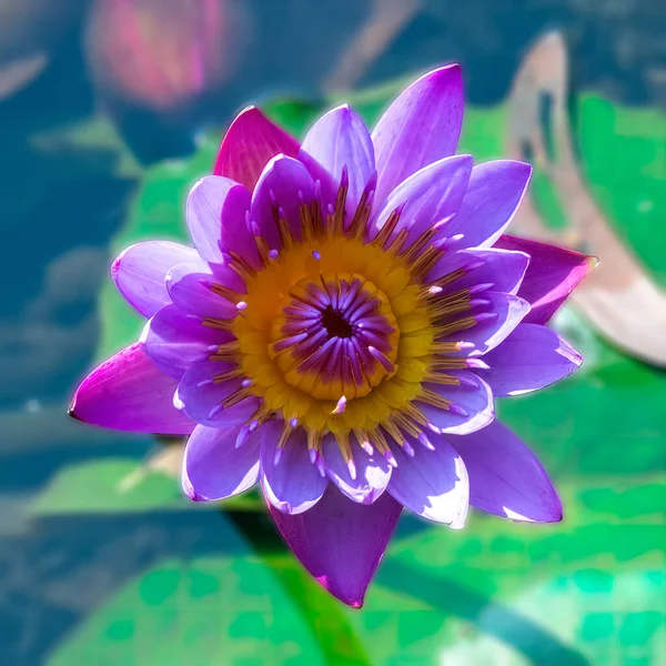 Closeup Macro Photo Purple Pink Blue Water Lily Aquatic Flower — стокове фото