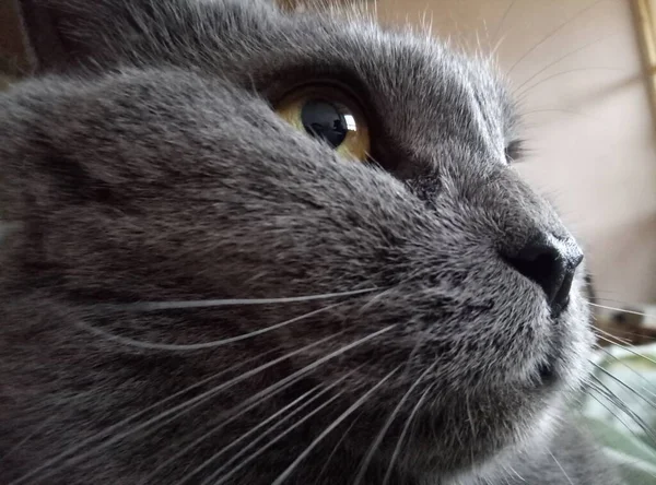 Ngiliz Kedi Portakal Rengi Gözleri — Stok fotoğraf