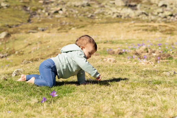 One Year Old Baby Girl Crawling Meadow Plucking Flowers Toddler — Stock Photo, Image