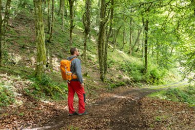 İspanya 'nın kuzeyindeki kayın ormanında yürüyen bir adam. Aktif yaz tatili.