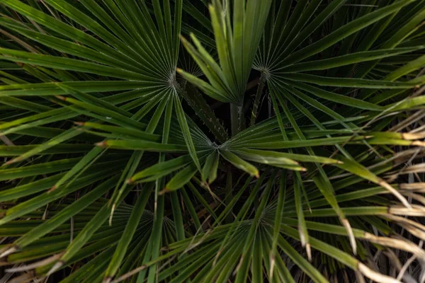 棕榈叶型的闭合 — 图库照片