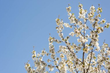Cherry tree branch blooming with white flowers on a background of blue sky. Springtime. 