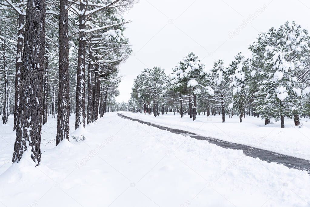 View of a winter road through a snowy pine forest.