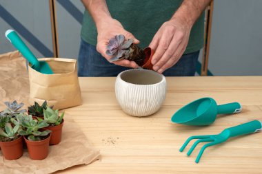 Male hands practising gardening. Springtime hobbies. 