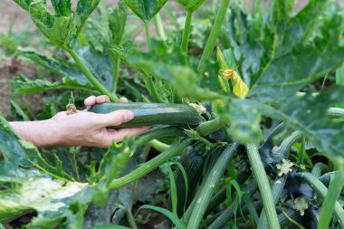 Erkek adam bitkiden kabak topluyor. Organik tarım.