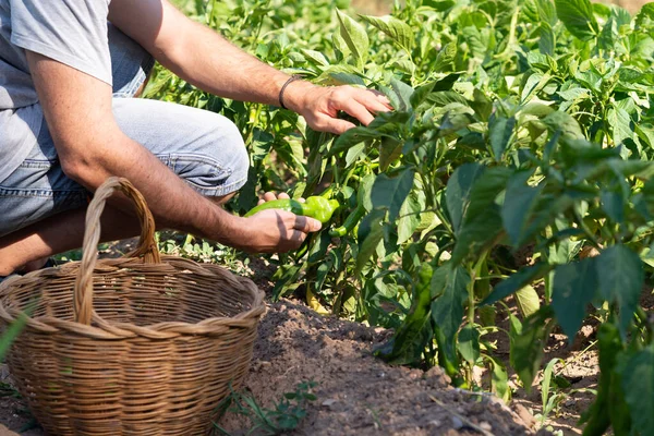 Unrecognizable man picking green peppers from an organic orchard. Zero food miles.