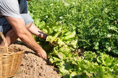 Tanınmayan bir adam organik tarlasından marul topluyor. Küçük işletme kavramı.