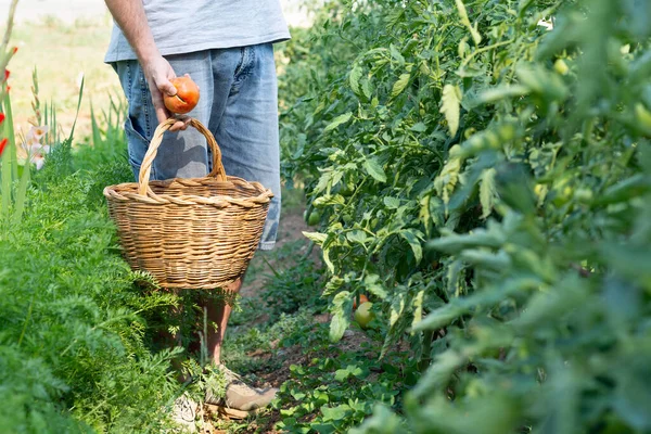 Unrecognizable man picking tomatoes from her organic farm. Zero food miles.