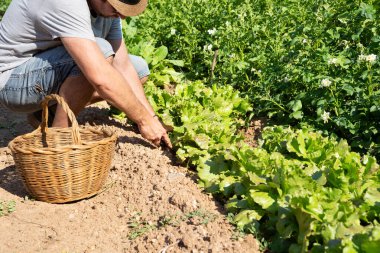 Man bending over picking a lettuce from a vegetable garden. 
