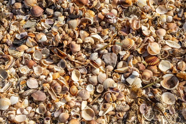 Many Small Shells Found On Seashore Stock Photo 2342979417