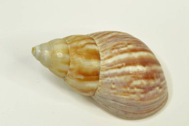 Gri arka planda izole deniz kabuğu