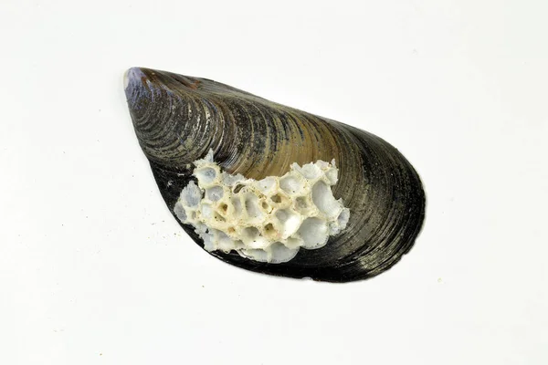 灰色背景的孤立海贝壳 — 图库照片