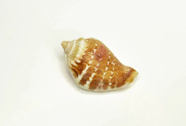 Isolated Sea Shell Gray Background — Stock Photo, Image