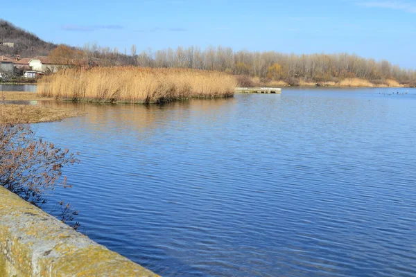Wodorosty Rzeczne Trzcina Brzegu Dunaju Serbii — Zdjęcie stockowe