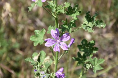 Malva Sylvestris - yaygın mallow çiçeği