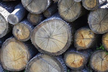 Gelecek kış için hazırlanmış odun.