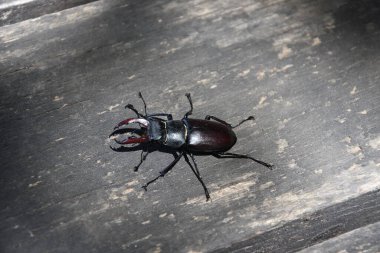 Avrupalı erkek böceği doğada özgürce yaşıyor.