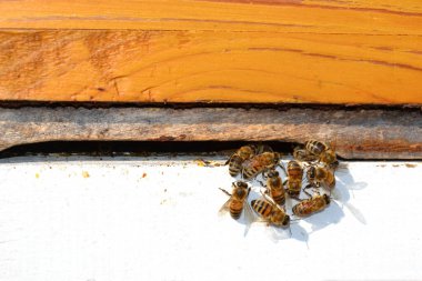 Tahta bir arı kovanındaki arılar kolonisi