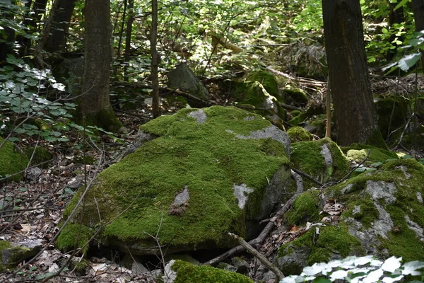 Musgo Verde Sobre Roca Grande Bosque Parque Nacional Djerdap Serbia — Foto de Stock