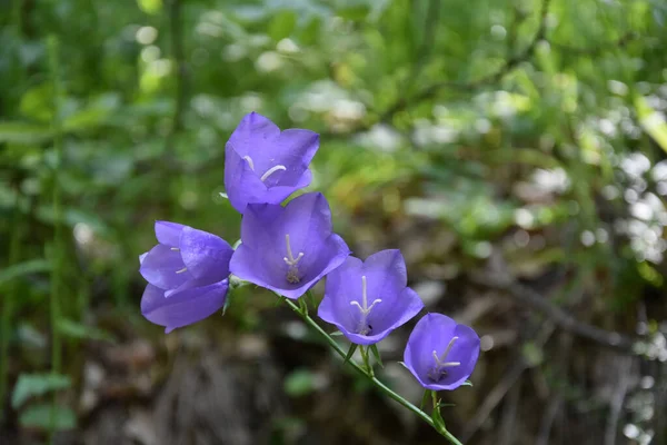 Campanula Com Flor Sino Nome Comum — Fotografia de Stock