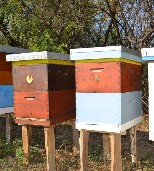 Çiftçilerin kullandığı eski ve renkli arı kovanları.