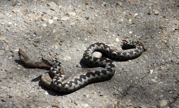 Cobras Víboras Machos Fêmeas Com Chifres Que Reproduzem Sombra — Fotografia de Stock