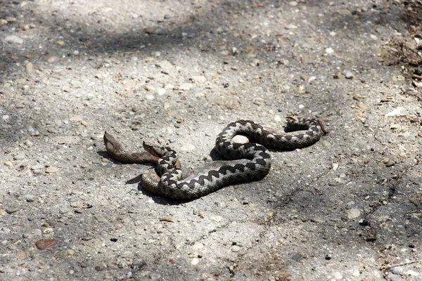 Male Female Horned Viper Snakes Breeding Shade — Stock Photo, Image