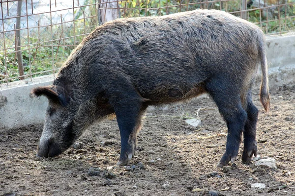 Wild Boar Held Captivity — Zdjęcie stockowe