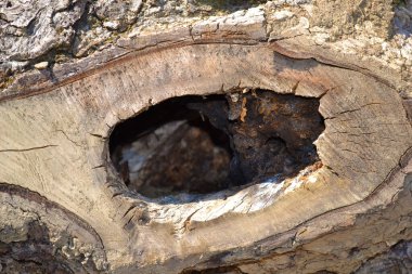 Sıra dışı ve güzel halkaları olan ağaç kütüğü.