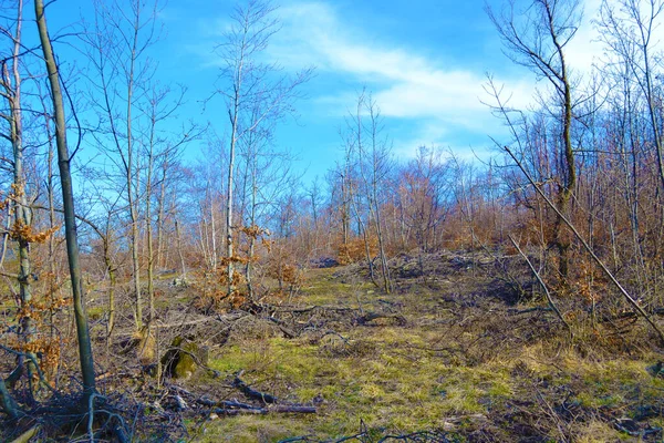 Avskogning Nära Berget Deli Jovan Östra Serbien — Stockfoto