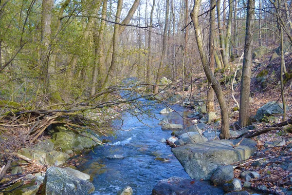 Jasenicka Nehri, Sırbistan 'ın doğusunda yer alan Deli Jovan Dağı yakınlarındaki ormandan geçiyor