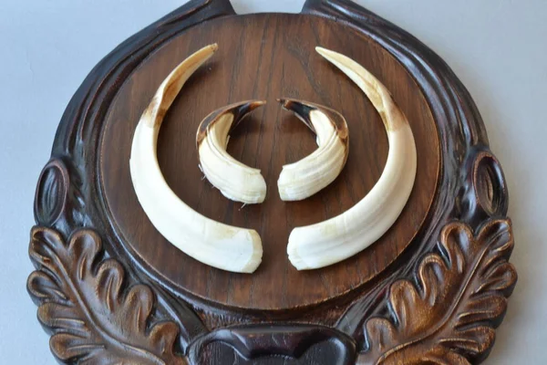 Dekoratif ahşap tahtanın üzerinde bir çift yaban domuzu dişi.