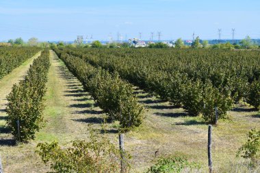 Güneşli bir sonbahar gününde fındık ağaçları tarlası