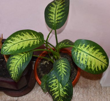 İncir ağacı ya da incir ağacı olarak da bilinir.