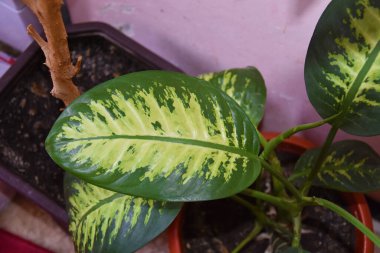 İncir ağacı ya da incir ağacı olarak da bilinir.