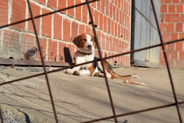 Puppy Van Servische Tricolor Jacht Hond Aan Een Riem — Stockfoto