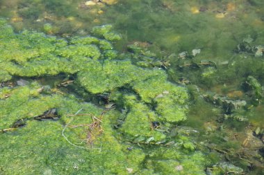 Sırbistan 'da Tuna kıyısında nehir yosunu