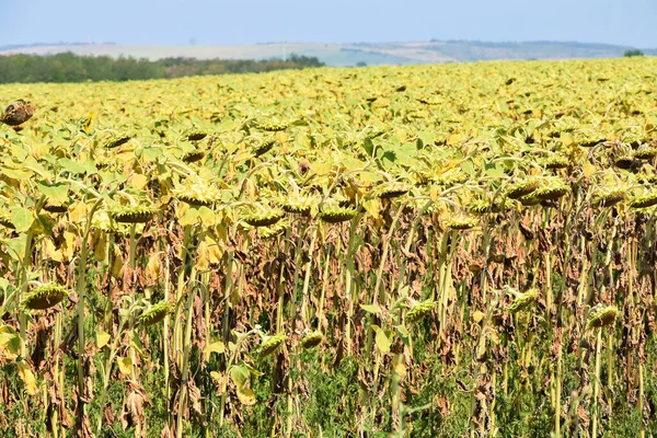 Yüksek sıcaklıklardan etkilenen ve hasar gören ayçiçeği