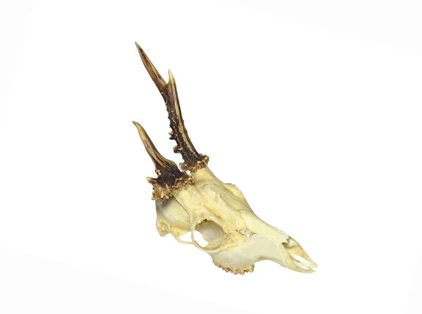 白い背景に孤立した若い鹿の頭蓋骨 — ストック写真