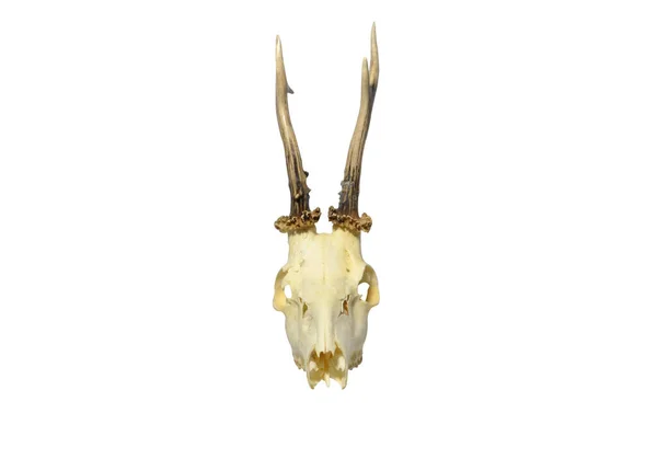 白い背景に孤立した若い鹿の頭蓋骨 — ストック写真