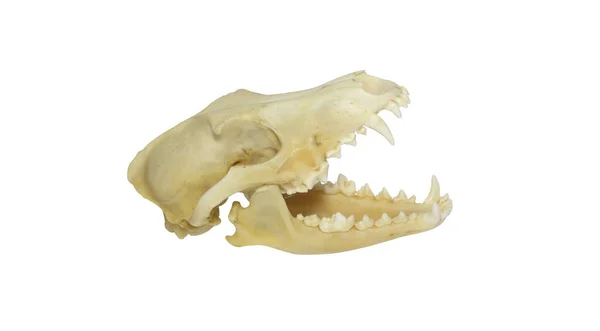 白い背景に隔離されたジャッカルの頭蓋骨 — ストック写真