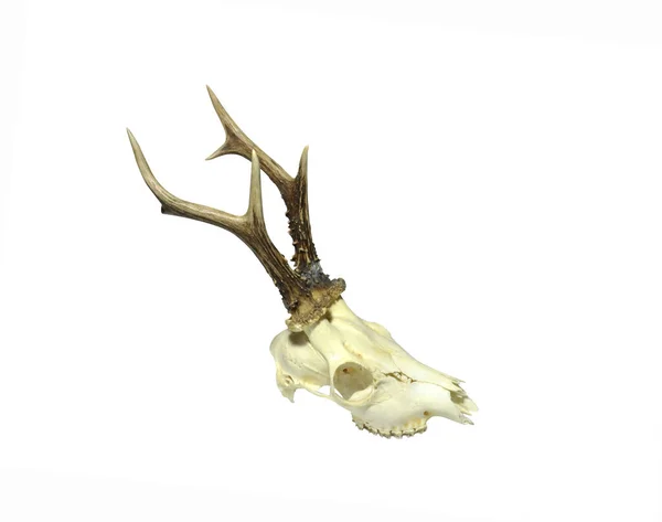 Young Deer Skull Isolated White Background — Stock Photo, Image