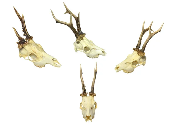 Young Deer Skull Isolated White Background — Stock Photo, Image