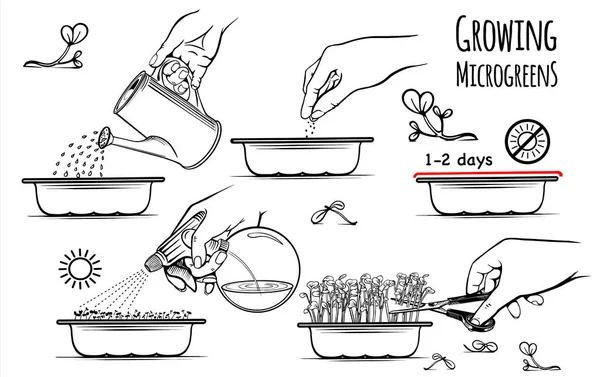 Crescendo microgreens definido mão desenhado esboço vetor —  Vetores de Stock