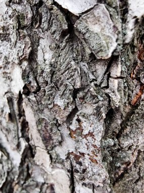 Kavak dokusu, canlı duvar kağıtları, makro fotoğrafçılık, yüksek kalite.